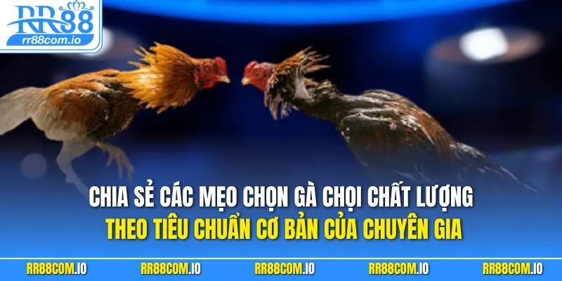 Chia sẻ các mẹo chọn gà chọi chất lượng theo tiêu chuẩn cơ bản của chuyên gia