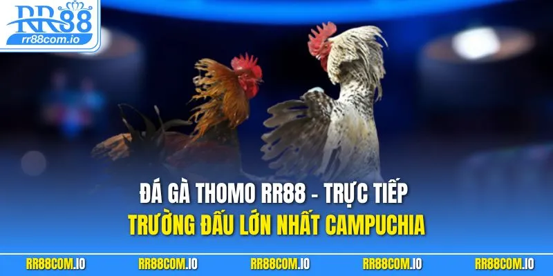 Đá Gà Thomo RR88 – Trực Tiếp Trường Đấu Lớn Nhất Campuchia
