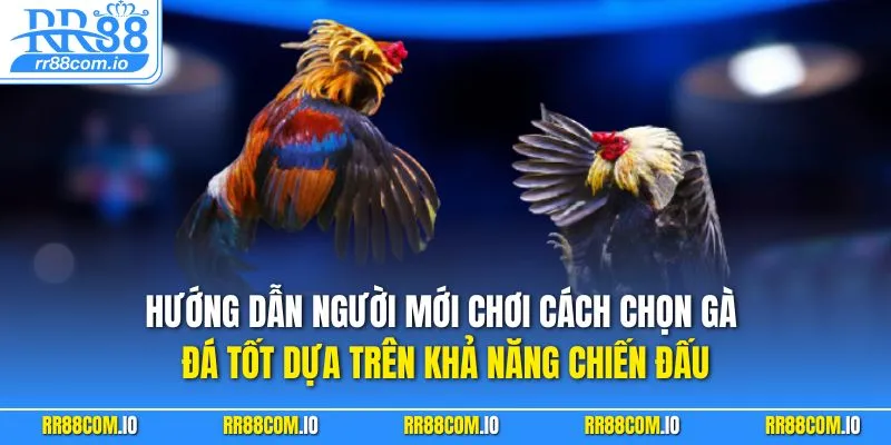 Hướng dẫn người mới chơi cách chọn gà đá tốt dựa trên khả năng chiến đấu