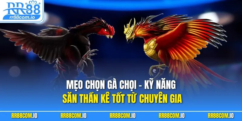 Mẹo Chọn Gà Chọi - Kỹ Năng Săn Thần Kê Tốt Từ Chuyên Gia