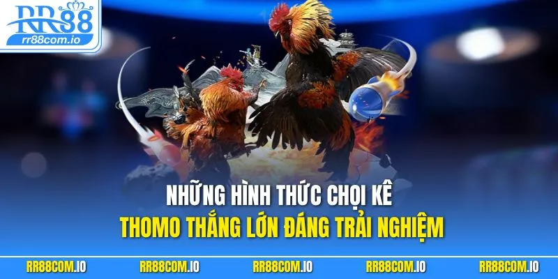 Những hình thức chọi kê Thomo thắng lớn đáng trải nghiệm