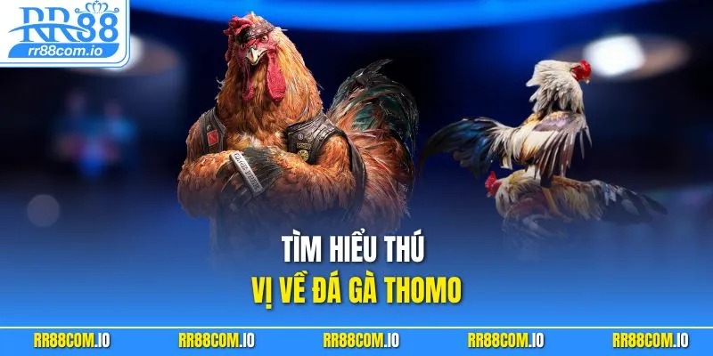 Tìm hiểu thú vị về đá gà Thomo